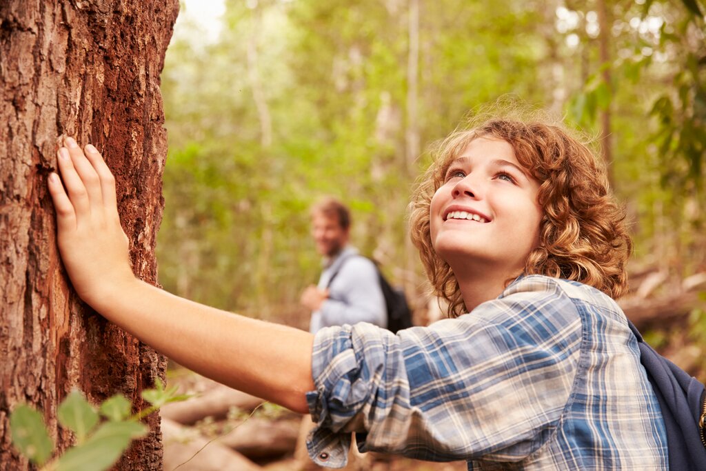 Take a walk through nature in the Alerce Andino forest