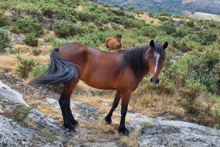 Peneda-Gerês National Park