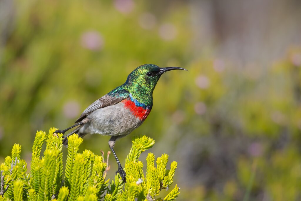 Southern Double-collared Sunbird