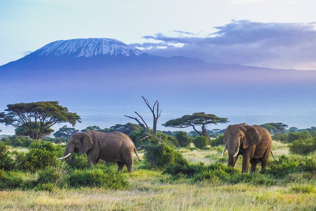 This epic two-week safari features some of Kenya's best elephant-spotting locales, including Amboseli National Park
