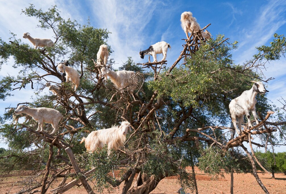 Goats in Argan Tree