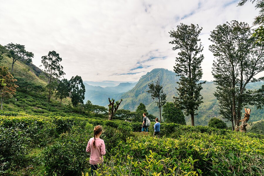 Take a fascinating tour of a working tea estate