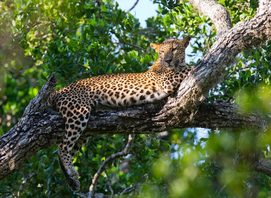 A lounging leopard at Yala National Park