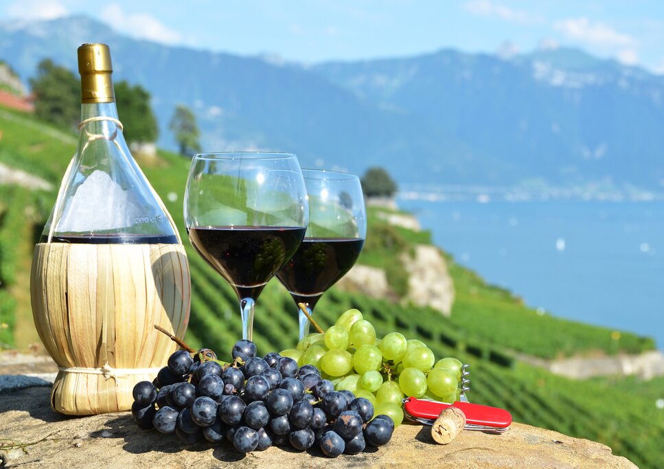 A terraced vineyard on a southern Swiss lake