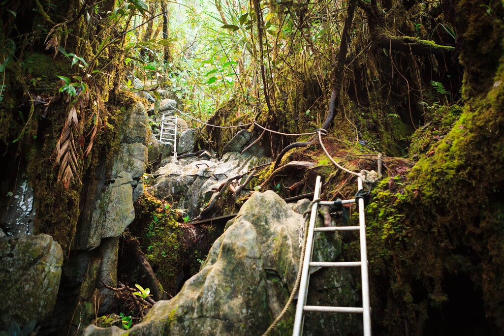 Trek through the lush forests of Gunung Mulu National Park