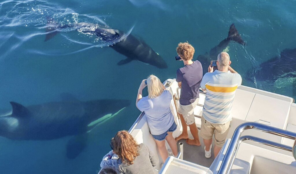 Orcas may make an appearance