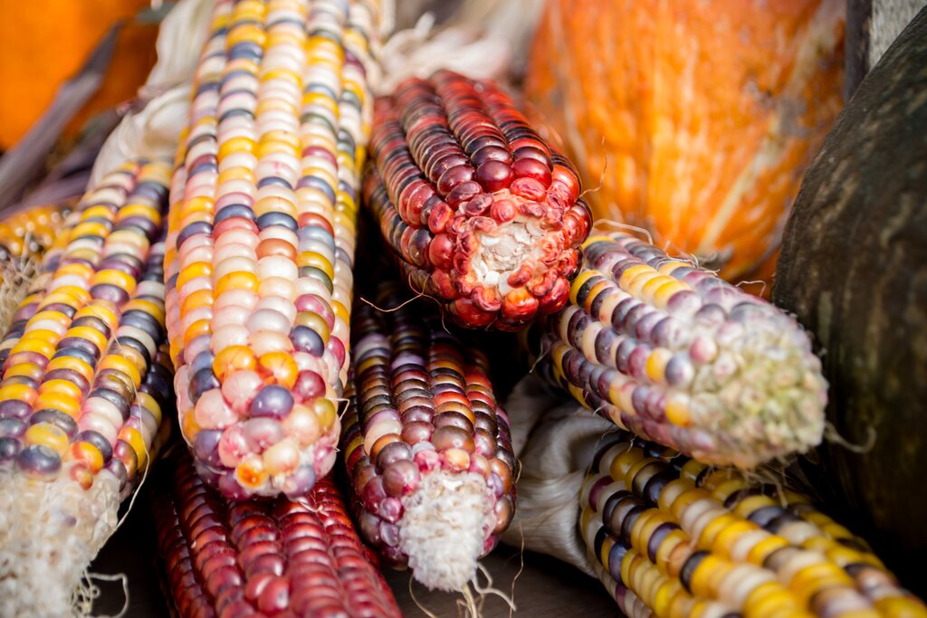 Explore nature, learn about corn, swim in a cenote & have traditional lunch in Yalcobá