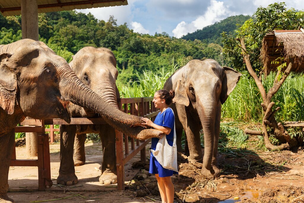 Elephants in Chiang Mai