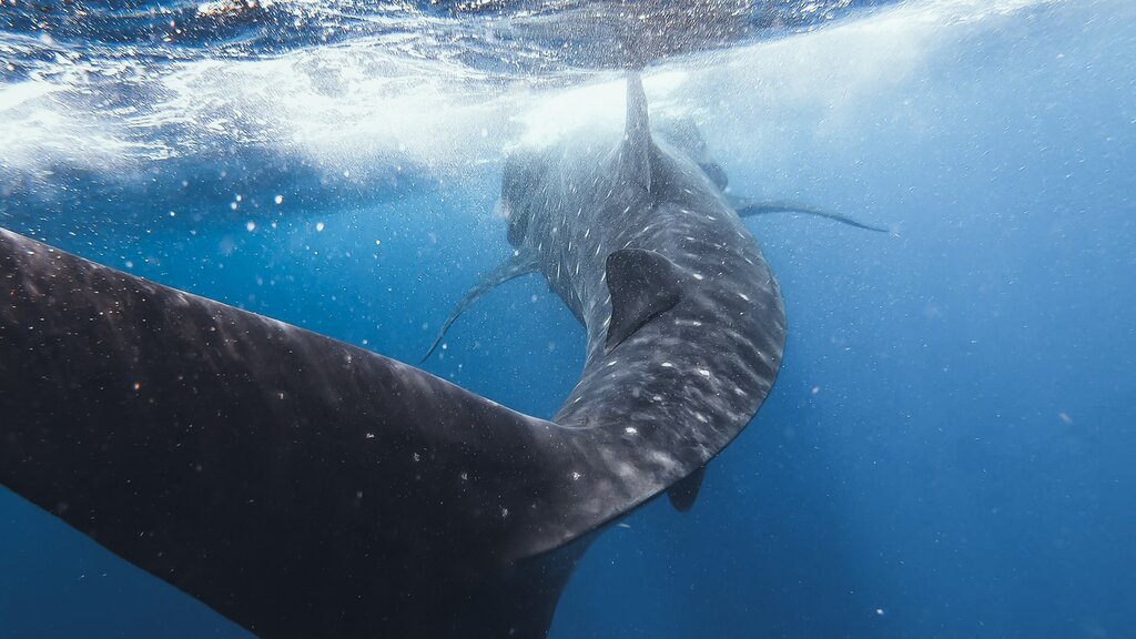 Swim with the Whale Shark in the waters of Holbox