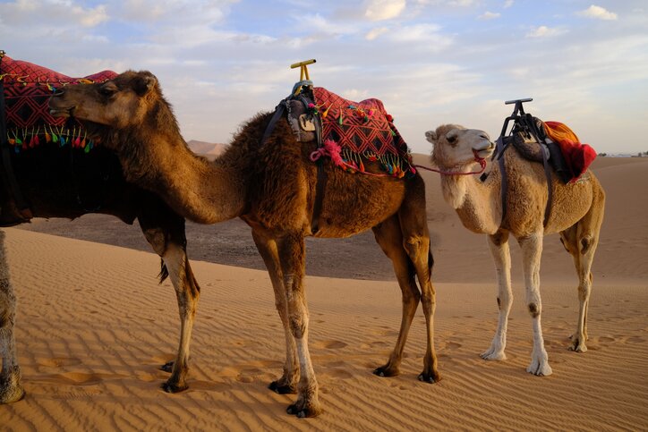 Desert and oasis in Boumalne Dades