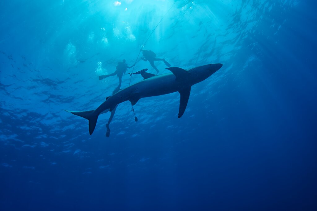 Diving in the Azores