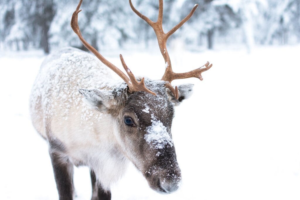 Get up close to reindeer on this unique overnight excursion