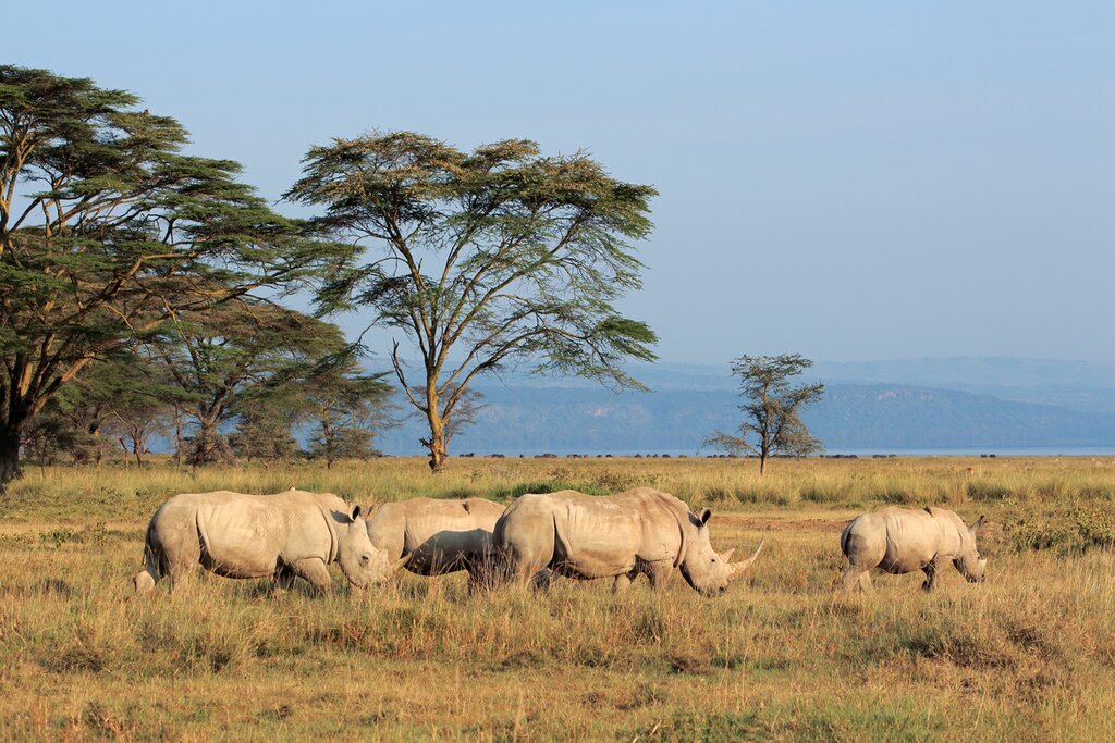 Lake Nakuru National park