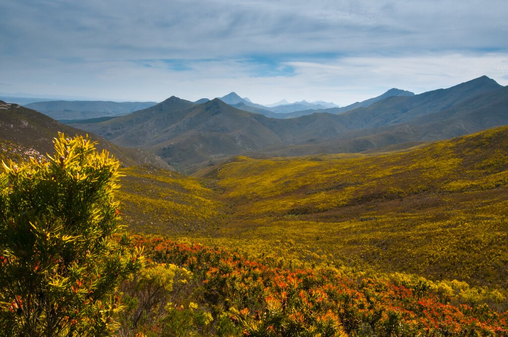 The Robinson Pass, South Africa, alive with beautiful yellow, orange, red and pink proteas