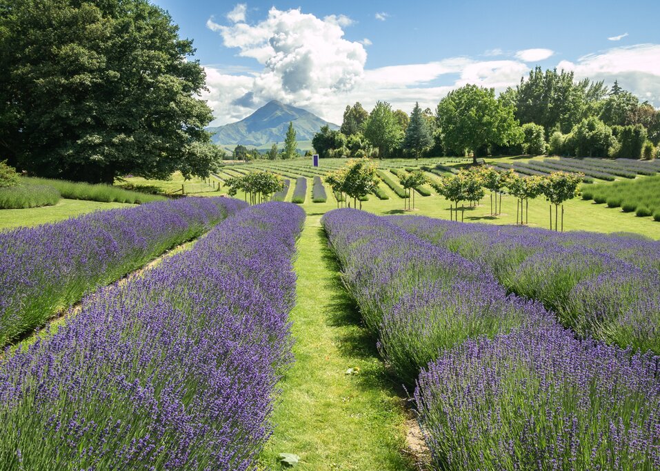 Rows of lavender at a farm in North Island