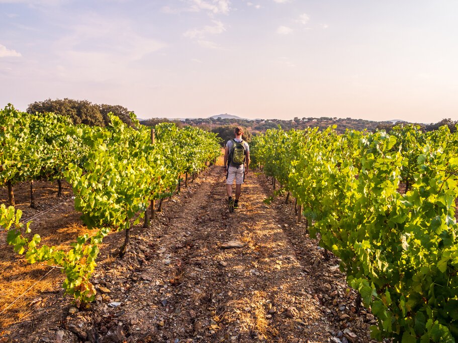 Walk through the vineyards
