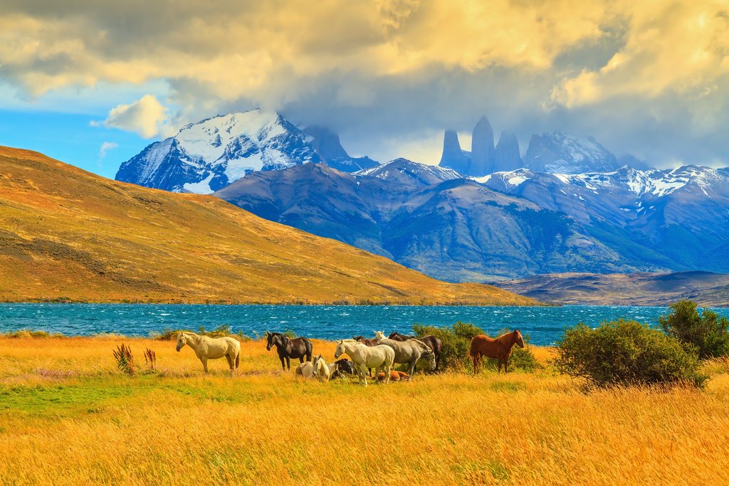 Grazing mustangs in Torres del Paine