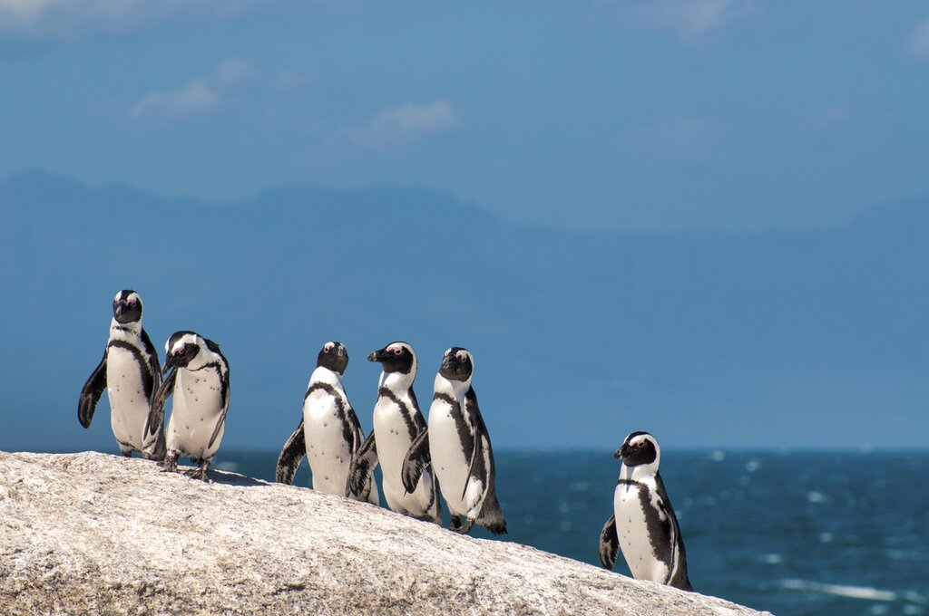 Visit the adorable African penguin colony on Boulders Beach