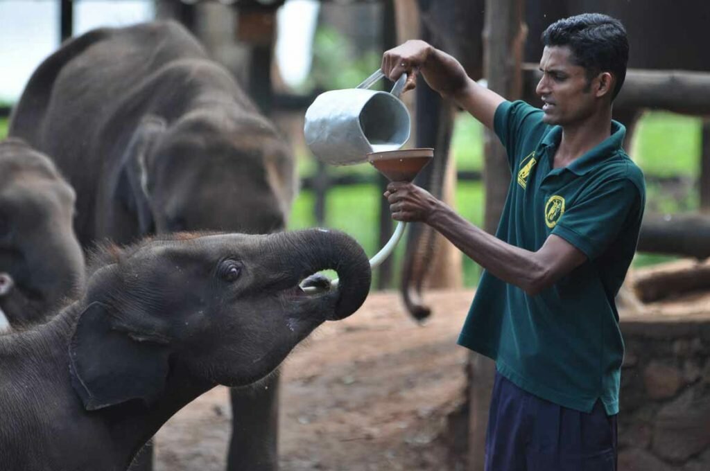 Take a tour of a halfway home for elephants