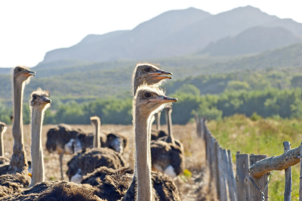 Ostriches in Oudtshoorn