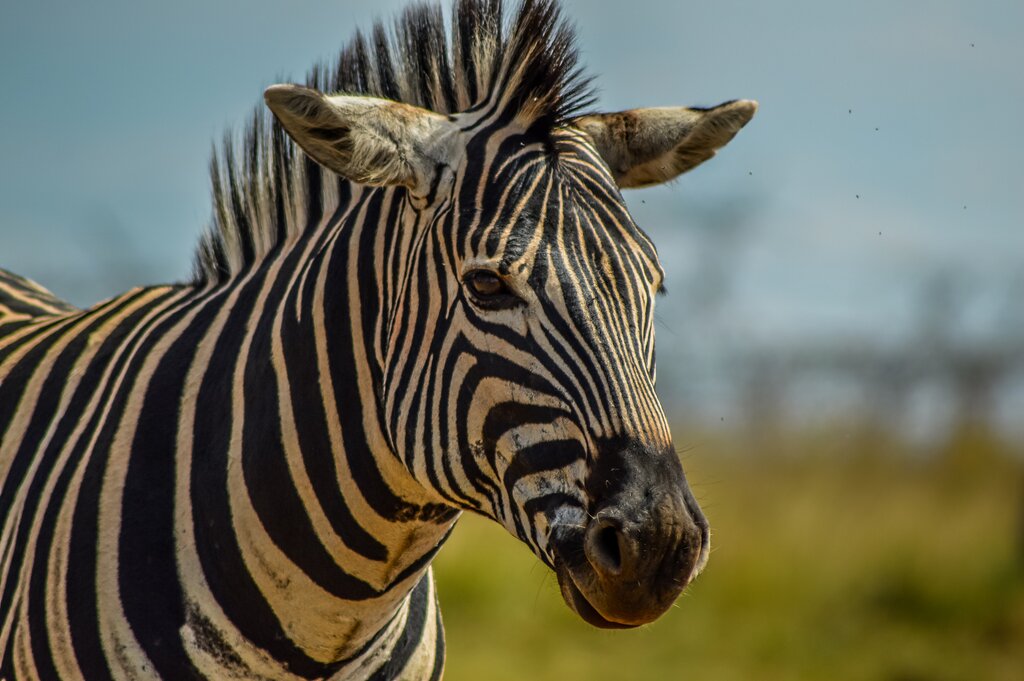 Game drive time