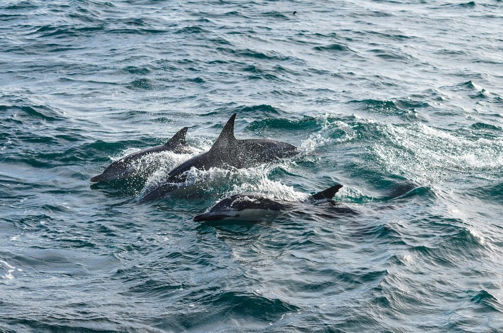 Whale Watch Cruise