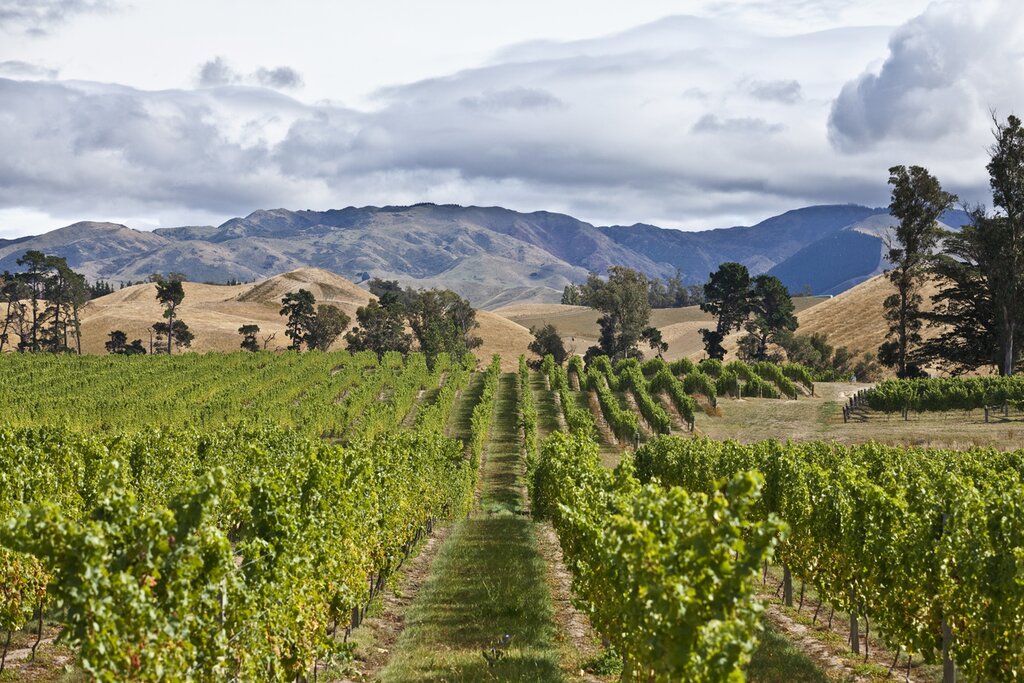 rows of grapes in bright green vineyard
