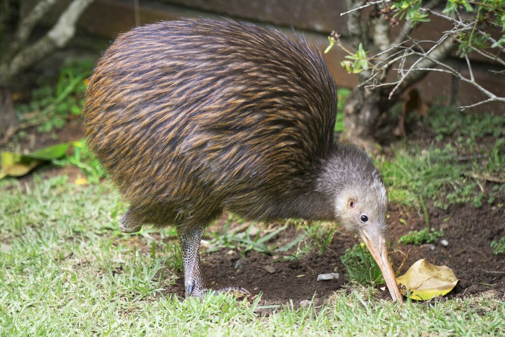 Get up close to New Zealand's national bird called the kiwi