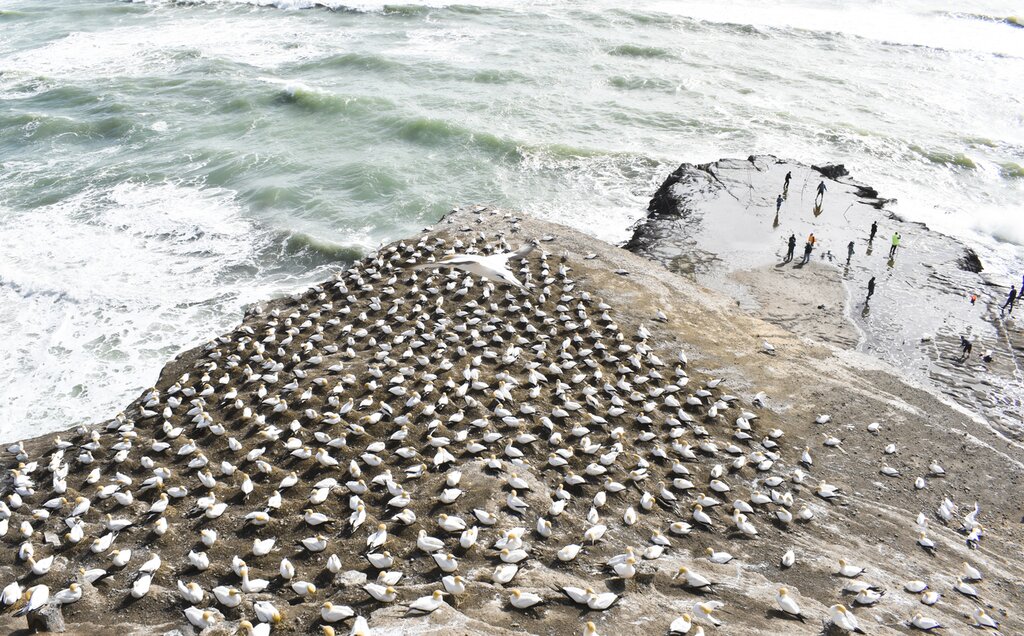 Gannet Safari