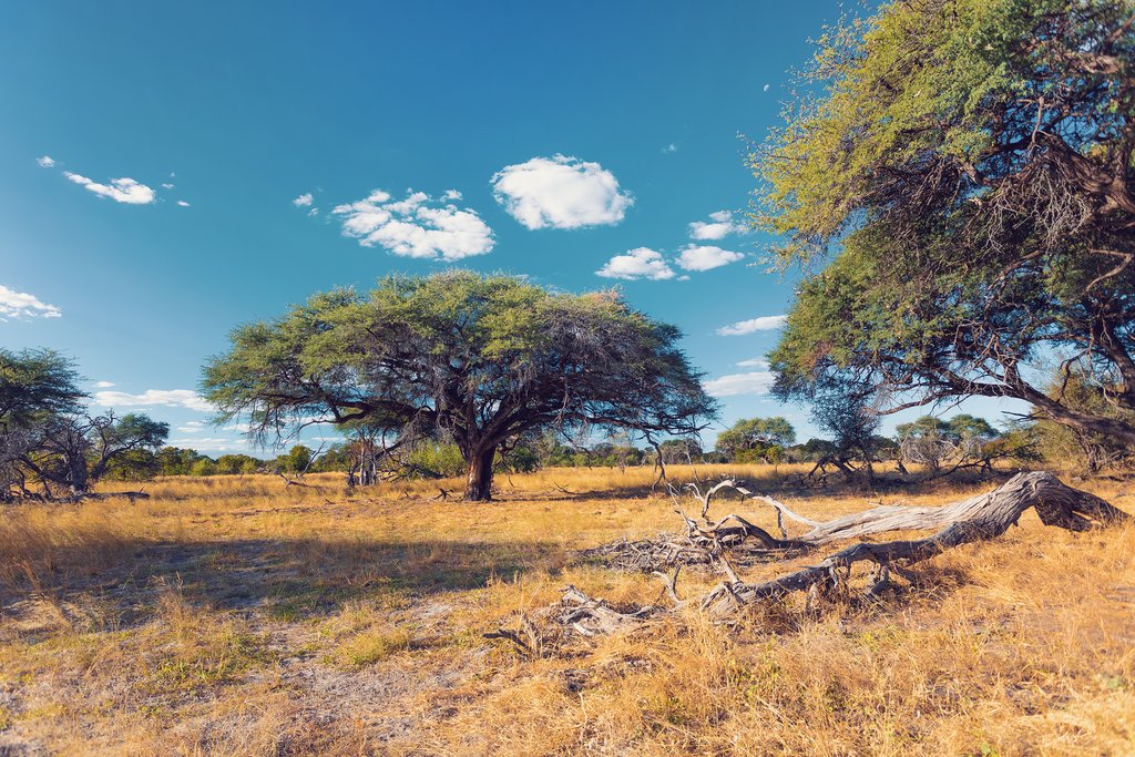 Spend three days exploring the Moremi Game Reserve