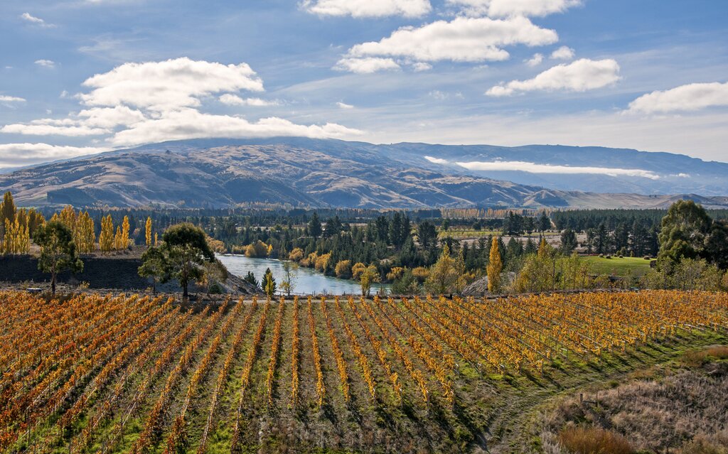 Vineyards in Central Otago
