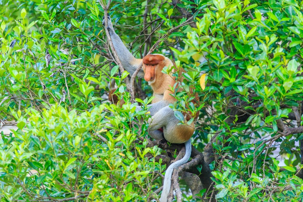 Keep an eye out for proboscis monkeys by the Kinabatangan River