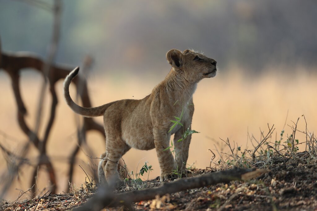 See wild cats on game drives through Tanzania on this special three week tour