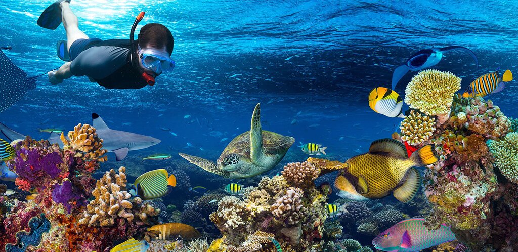Snorkeling