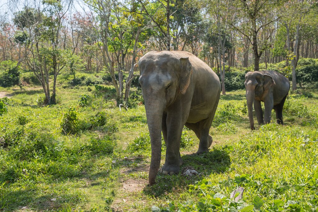 Learn How to Take Care of Elephants