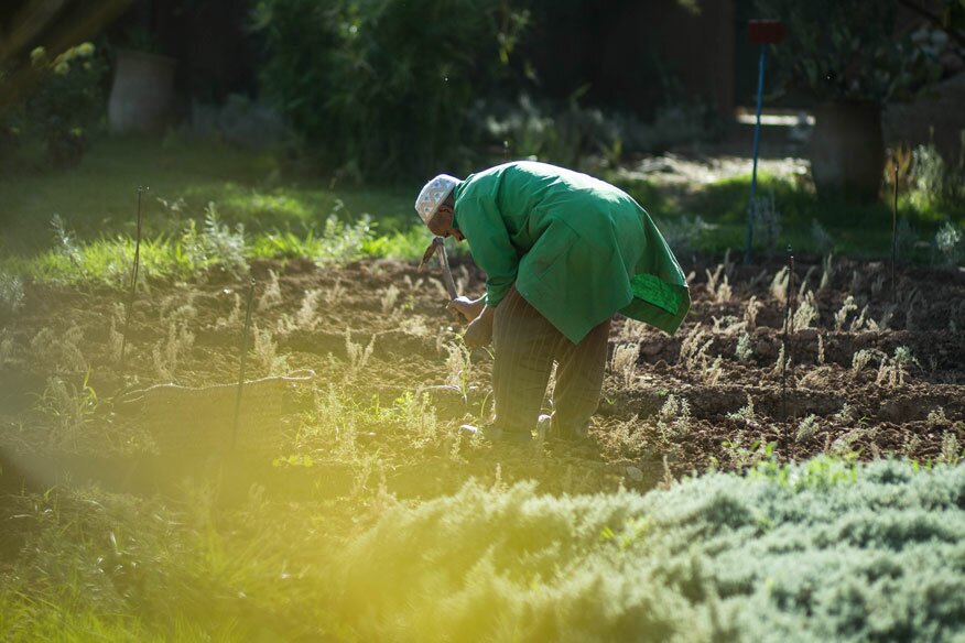 Explore the Healing Power of Plants at Nectarome Gardens