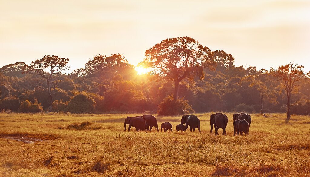 Enjoy the magical experience of seeing elephants in the wild on a sunset Jeep safari