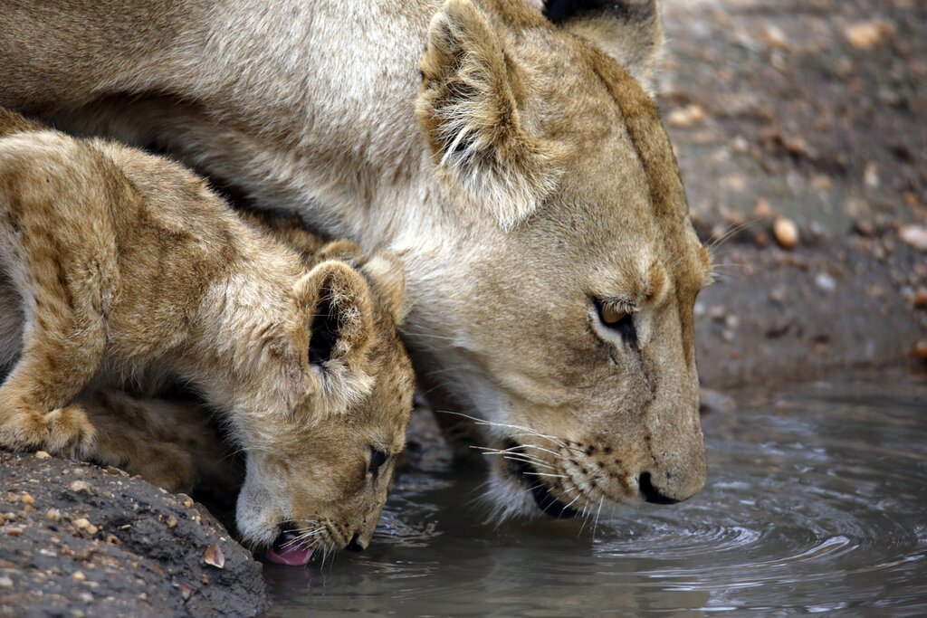A lioness and her cub drink at Balule Nature Reserve