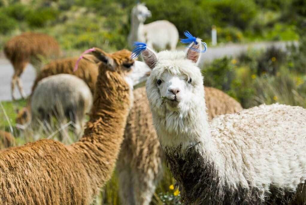 Peruvian Llamas