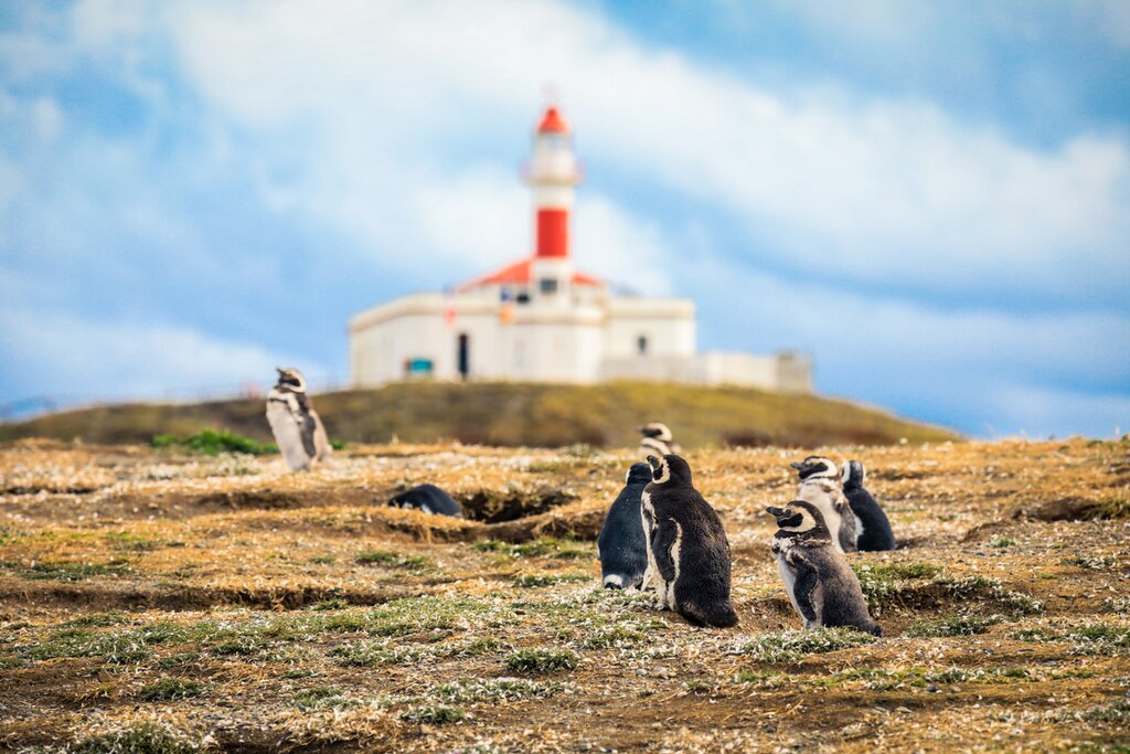 Stroll among adorable penguins with a day trip to Isla Magdalena
