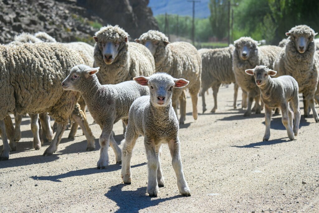 Learn about live on a Patagonian ranch in Argentina