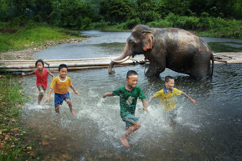 Visit the elephants at Patara Elephant Farm