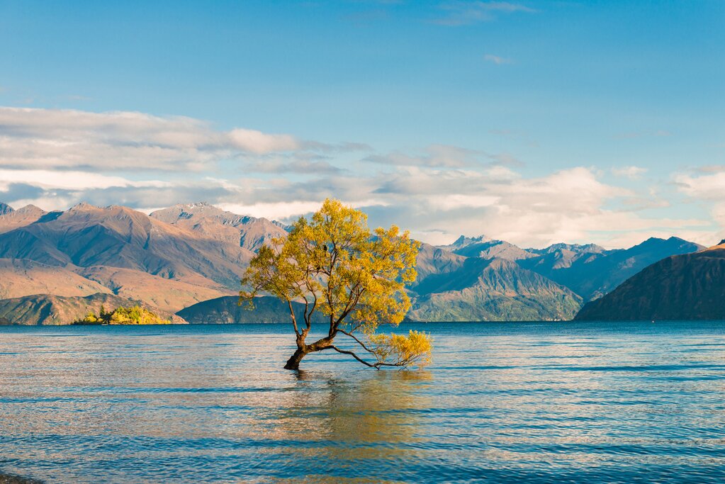 Wanaka Tree in Lake Wanaka