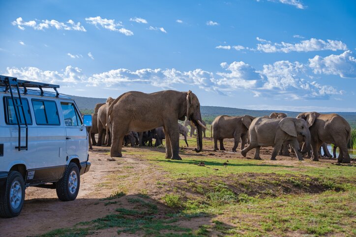 Elephants at a watering hole in Addo National Park