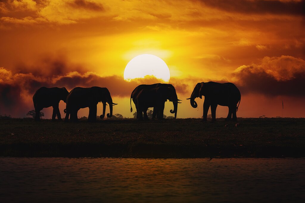 See elephants and other animals on a sunset cruise