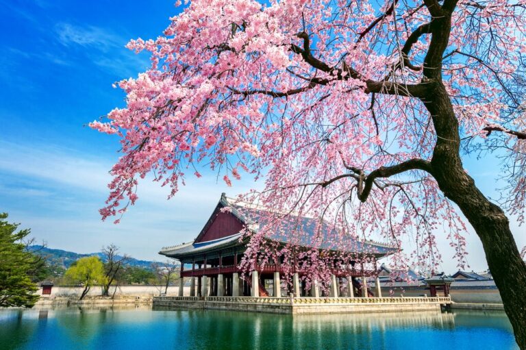 South Korea Cherry Blossoms Tour: Seoul, Gyeongju, Busan & Sokcho - 9 Days