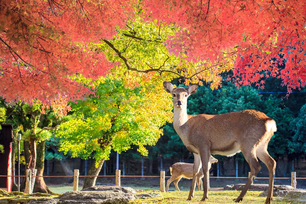 Deer in Nara, Japan