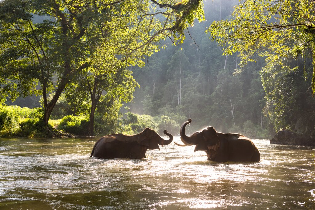 Photo of two elephants standing in a still river, trucks raised, backlit by yellow sunlight