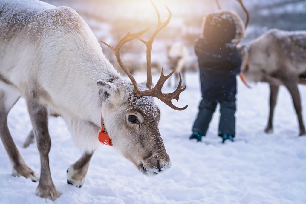 Get up close to reindeer on this unique overnight excursion