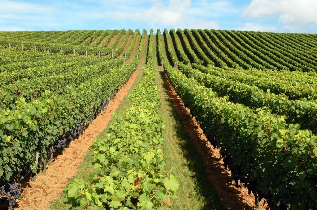 Vineyard at Matakana